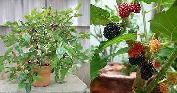 AloGardeningLomon grass plant