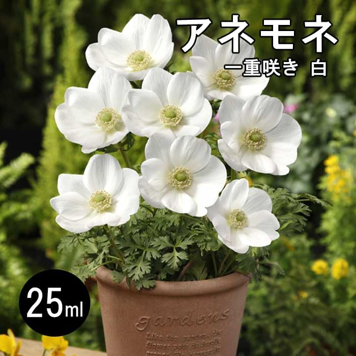 Amazon.co.jp: アネモネ 【 一重咲き 白 】 球根 25ml ホワイト 秋植え
