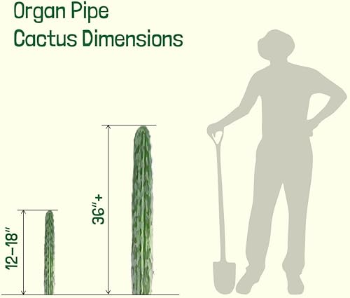 Miniatura 8 de Cactus Outlet - Plantas de cactus vivas, plantas vivas para uso en interiores y exteriores, cactus vivos, tubo de órganos de 12 a 18 pulgadas,