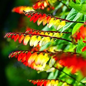 Seeds Firecracker Cypress Red Star Ipomoea Quamoclit Climbing Outdoor Annual Garden Cut Flowers for Planting Non GMO
