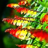 NIKA SEEDS - Seeds Flowers Firecracker Vine (Quamoclit) - 20 Seeds