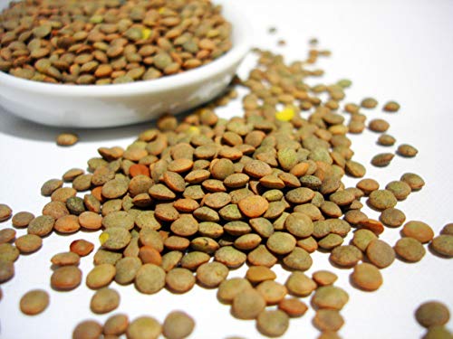 100 Semi di Lenticchie Brune (Lens culinaris)
