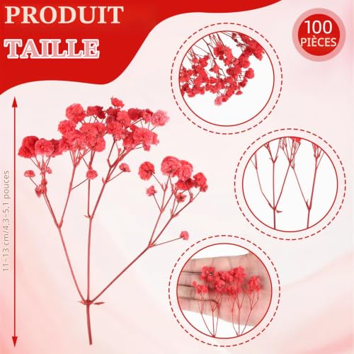 jwogngls 100 Pièces Fleurs Séchées, Vraies Fleurs Sechees Naturelles, Résistant à la Décoloration, Mini Gypsophile Séché pour Spécimens Botaniques, Cadres Photo, Nail Art(Crimson) – vue 2