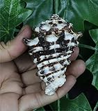 ASHIRWAD Rahu Shankh for Health and Success, helps removing Laziness, and Obstacles (Rahu-Shankh-(3.0 inch))