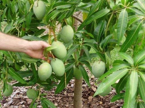 Corofitam_Mango PlantLive Fruit Dwarf Plant Mango Himsagar Malda Plant Free from Fibers Plants for Home Garden Plant(1 Healthy Live Plant) Live Fruit Dwarf Plant (B0B3XKV4PZ) Amazon Price History, Amazon Price Tracker