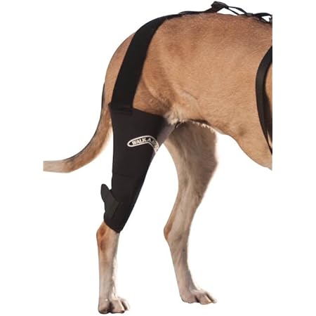 canine acl brace