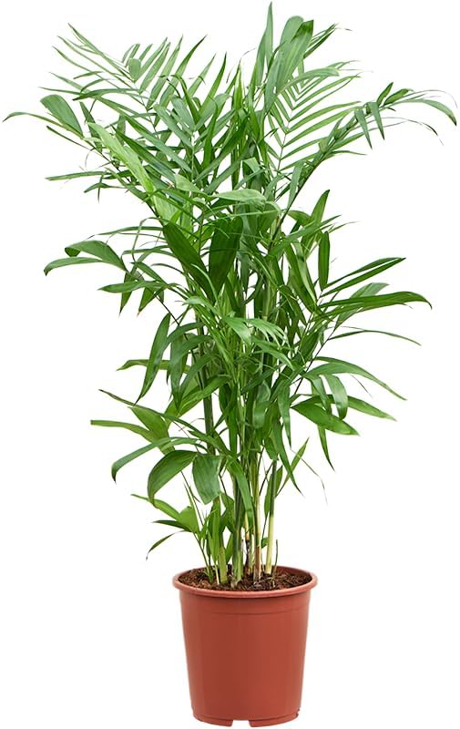 Garden Artlive indoor plant (Chamaedorea seifrizii)