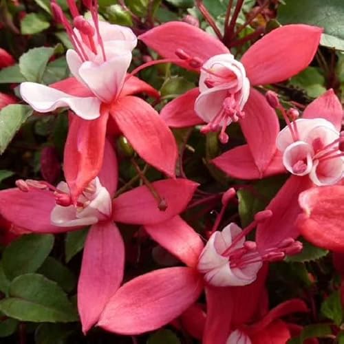 6 x Fuchsia 'Madame Cornelissen' - Fuchsia 'Madame Cornelissen' - Godet 9x9cm - Fleurs rouges, attrayant colibris, mi-ombre