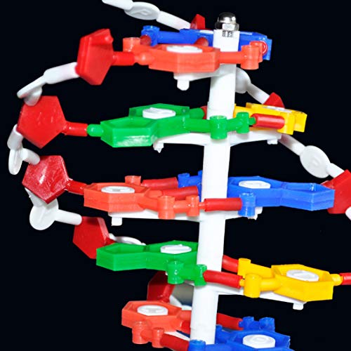 Hmane 23.6" Dna Model Kit,Double Helix Model Components Instrument For Science Education #TOP5