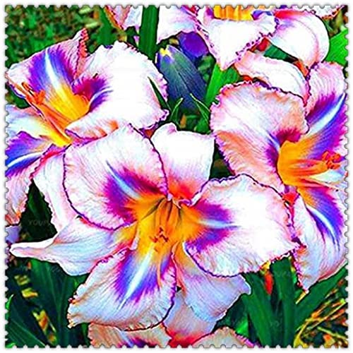 Bulbe de giglio sur la plante du jardin decorativif-6Bulbis,C