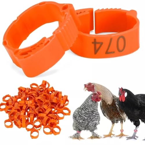 Kit 100 Anilhas Ajustáveis para Frangos, Galinhas, Pavão (laranja)
