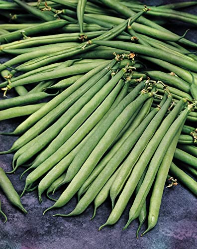 * Vegetable - Dwarf French Bean - Safari - 100 Seeds