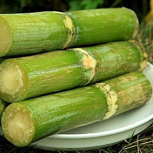 50 stks suikerriet zaden heerlijke sappige fruitplant Home Farm Decor Tuin voor Ideaal Outdoor Tuinieren Gift, Grow Your… - Image 7