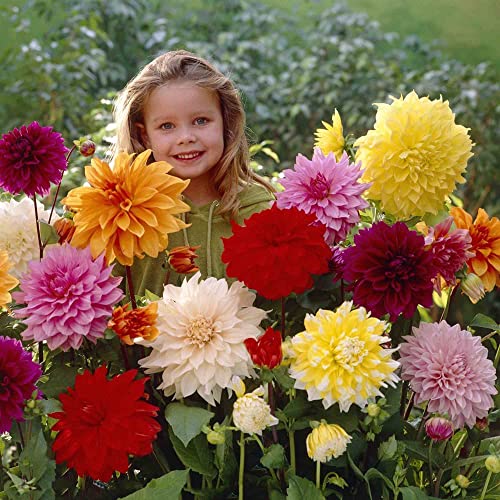 Dahlia Seeds Compound Petals Multi-Color, Beautiful Annual Outdoor Garden Potted Plants Non-Gmo Dahlia For Planting(200+ Seeds) #TOP4