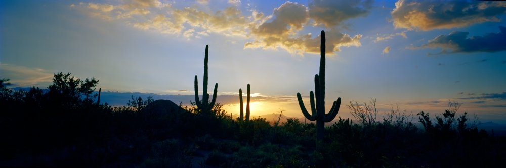 Made4Fun Saguaro Cactus44; Carnegiea Gigantea in A Desert at Dusk Arizona USA Poster Print44; 27 x 9