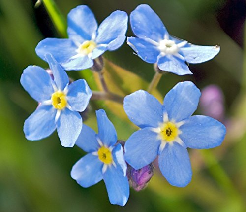Forget ME NOT Flower Seeds 100 Fresh Seeds