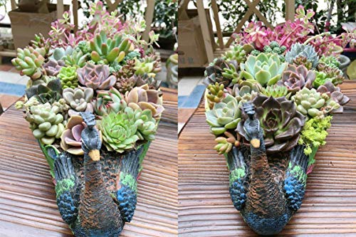 Primst Wood Tray for Peacock Resin Plant Pot