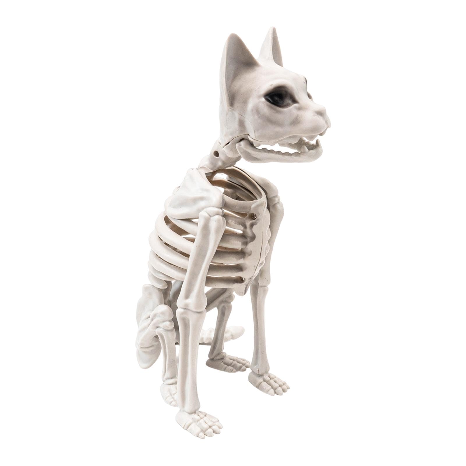 Amazon.co.jp: Milageto リアルな猫の骸骨 ハロウィン骸骨