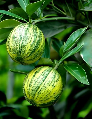 Image of VARIGATED Malta Sweet Mosamb Lemon grafted fruit tree live plant|| For Home garden outdoor & Indoor plant.