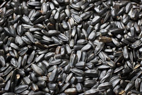 Weterton Feeds Black Sunflower Seeds for Wild Birds 25 kg (2 × 12.5 kg) | High-Oil High-Energy High-Protein Premium Bird Feed for Blackbirds Sparrows Finches