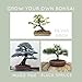 Bonsai Kit Cultivo Interior Kit Bonsai Arbol Natural Semillas Bonsai Plantas Naturales...