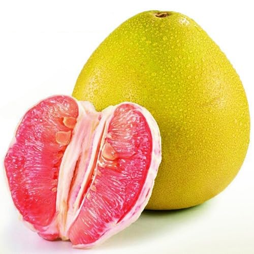 Golden Bloom Live Grafted Pomelo Fruits Plant 1-2 Ft Height, Chakotra/Pomelo/Citrus maxima Grafted Fruit Live Plant (Under 1-2 Years Gets Fruits) (B0CH1CYT31) Amazon Price History, Amazon Price Tracker