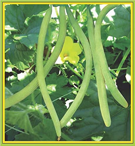 Nature Seeds Natural Long Melon Kakdi Seed 20 SEED (B09J4LFQ96) Amazon Price History, Amazon Price Tracker