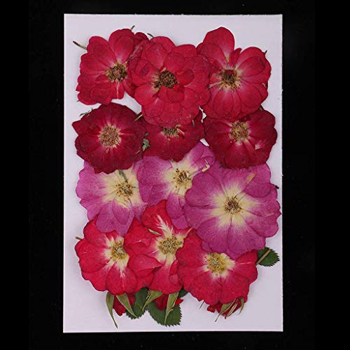 Flores secas naturales prensadas, pack 4 unidades miniatura 2