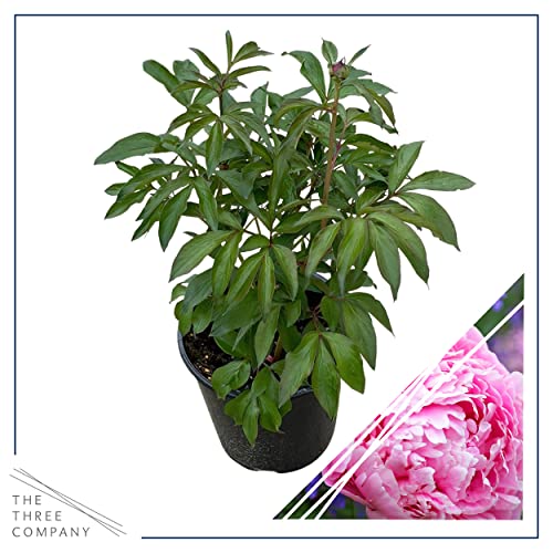 Live Flowering Perennial Peony - Sarah Bernhardt, 18" Tall By 8" Wide In 3 Quart Pot #TOP2