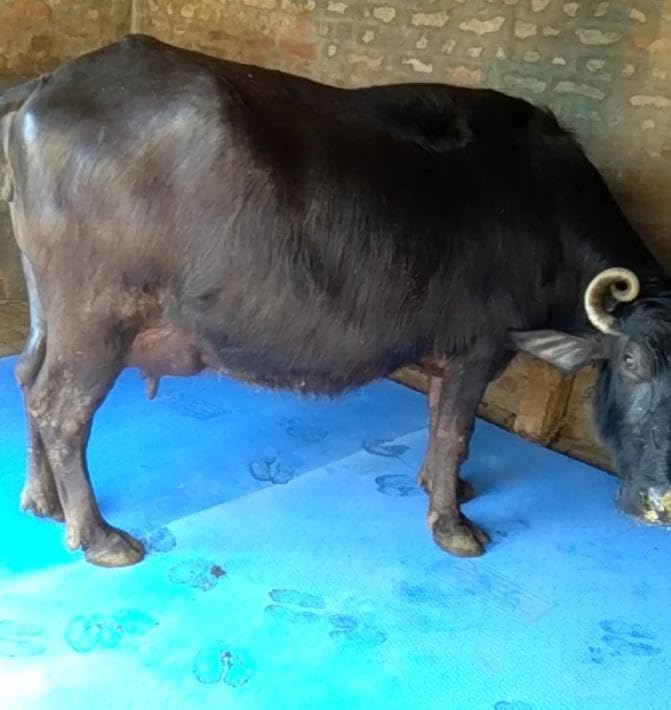 Maruti Cow Mat, BPA Free Feeding Mat, Dishwasher Safe, Easy Clean, Waterproof, Raised Edges, Mat for Cows, Buffalo, Bull, Rubber Mat for Animal Size 8×5 thikness 30 MM (B0CZX833N6) Amazon Price History, Amazon Price Tracker