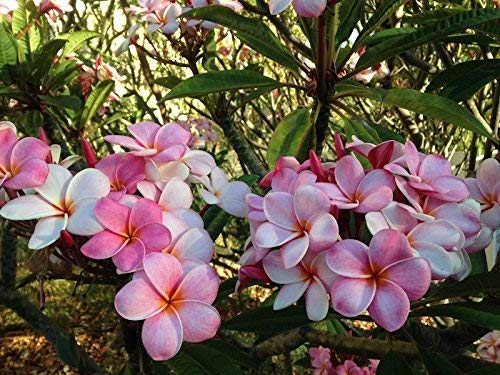 Mixed Hawaiian Plumeria Frangipani Cuttings Red White Yellow Pink 8"-10" Long (Pink) #TOP6