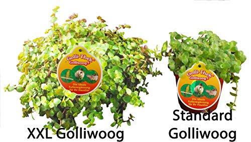 Golliwoog - Golliwoog Ampel - Futterpflanze für Bartagamen, Vögel, Meerschweinchen, Kaninchen (1 Stück)