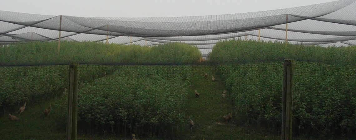 Poultry Netting 1" or 2" Mesh Heavy Knotted Nets Aviary Gamefowl Quail Chicken Bird Block Net Long Lasting Break/Burst 85/245 lb Polyethylene 8-10 Year Lifespan (25' X 50', 1)