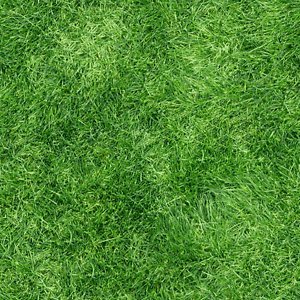 FARMERS DAUGHTERS Pensacola Bahia Grass