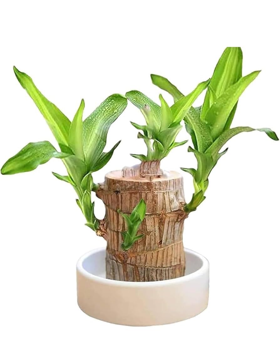 Go Green Original Brazilian Lucky Bamboo Live Plant, Good Luck Plant, Healthy Indoor Plant (Stem With Pot, 1, count) (B0DH2V1SPC) Amazon Price History, Amazon Price Tracker