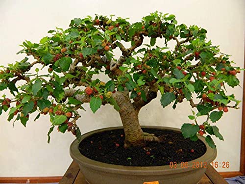 Amazon.com : Bonsai Mulberry Tree Seeds - 25 Seeds - Morus Nigra - Grow  Fruitbearing Bonsai : Patio, Lawn & Garden
