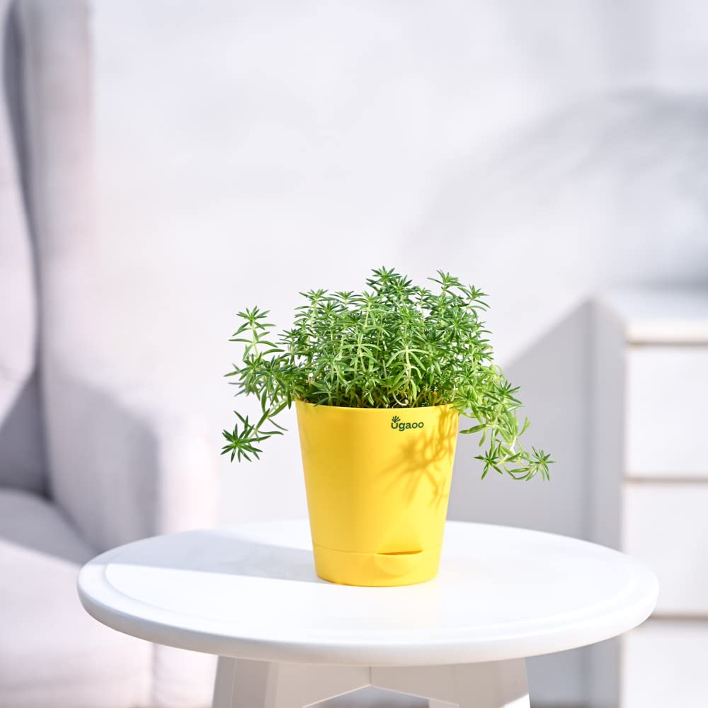 Ugaoo Sedum Golden with Self Watering Pot (B07QYVLR97) Amazon Price History, Amazon Price Tracker