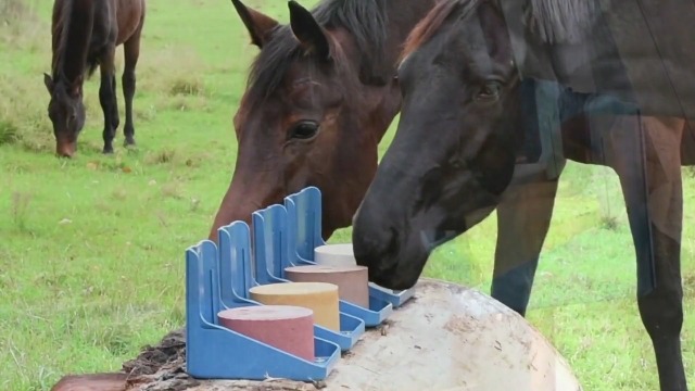 imima Pierre à lécher minérale Cheval SuperMAG Lot de 2 x 3kg - Pierre à lécher pour Chevaux Moutons chèvres gibier et Boeuf - Pierre à sel à lécher Pierre minérale