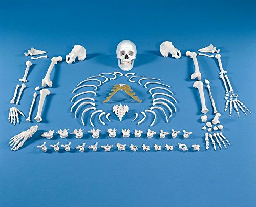 3020 Erler-Zimmer Skeleton unmounted (Bone Collection)