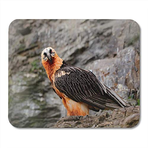 Yanteng�}�E�X�p�b�h�}�E�X�p�b�hLammergeier�q�Q���V�n�Q�^�JGypaetus Barbatus�ڍ׃m�[�g�u�b�N�A�f�X�N�g�b�v�R���s���[�^�p�̊󏭃}�E�X�p�b�h�̏ё���}�b�g