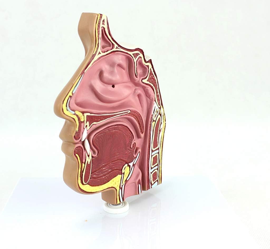 Xiaoxu Modelo de anatomía Humana para el Aprendizaje, Material didáctico Educativo, demostración Detallada de anatomía médica para Estudiantes y Profesionales, Aula y el Estudio.