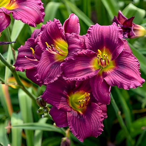 Votaniki Little Grapette Daylily Bare Root - Perennial Daylily, Long Lasting Blooms, Captivating Garden Addition | Outdoor Gardening Daylily Flower Plants (2 Pack)