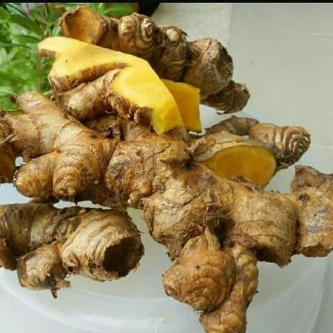 Dried Zingiber montanum - Cassumunar ginger (80 Gram)