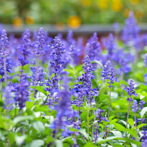 semi di salvia balcone 150pcs