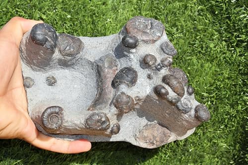 Image of Natural Platyclymenia & Gonitites Plate ammonites Fossil Moroccan Fossil A130