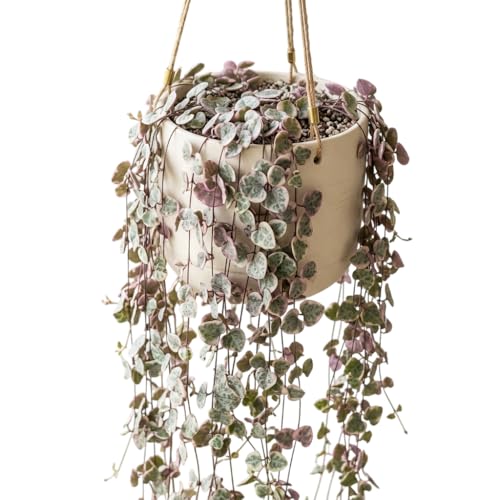 Variegated String of Hearts Plant Live Trailing Succulent Cream Pink Ceropegia Vine Lantern Shaped Flowers Plants 2 Pot