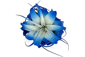 Rainbow Air Plant: Vibrant Xerographica for Indoor Greenery