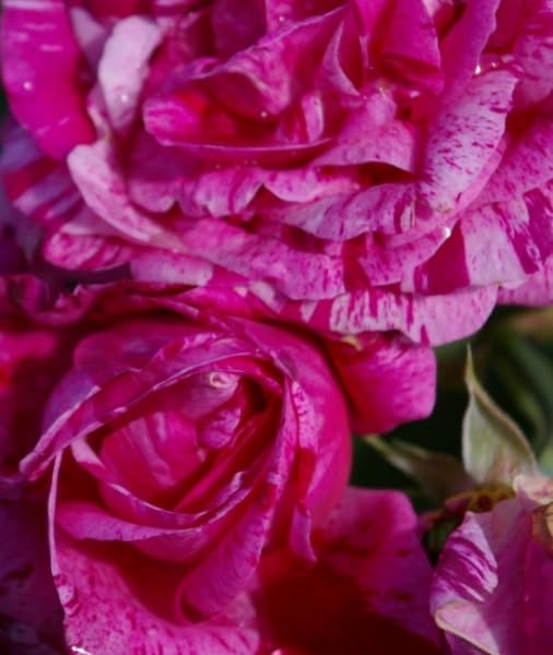 Strauchrose Ferdinand Pichard® - Rosa Ferdinand Pichard® - Historische Rose - Malerrose