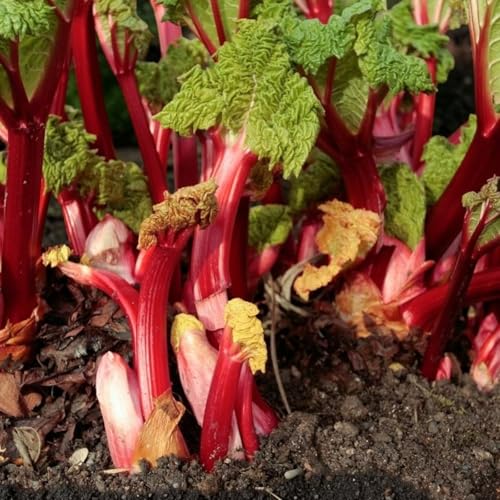 Carbeth Plants Victoria Rhubarb Plant in 3L Pot