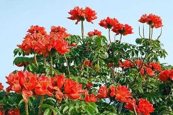 OXY GREEN PLANT®Rudrapalash Spathodea campanulata African tulip tree Fountaintree Patadi Rugtoora Healthy Live Flower Plant Actual Plant Height .5ft to 1.5 ft (B0CSXMWZWJ) Amazon Price History, Amazon Price Tracker